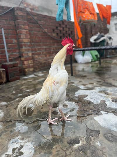 aseel bengum male for sale