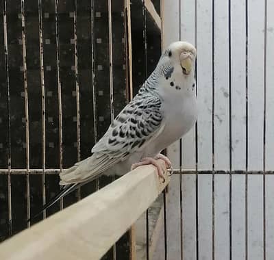 Tcb budgeries