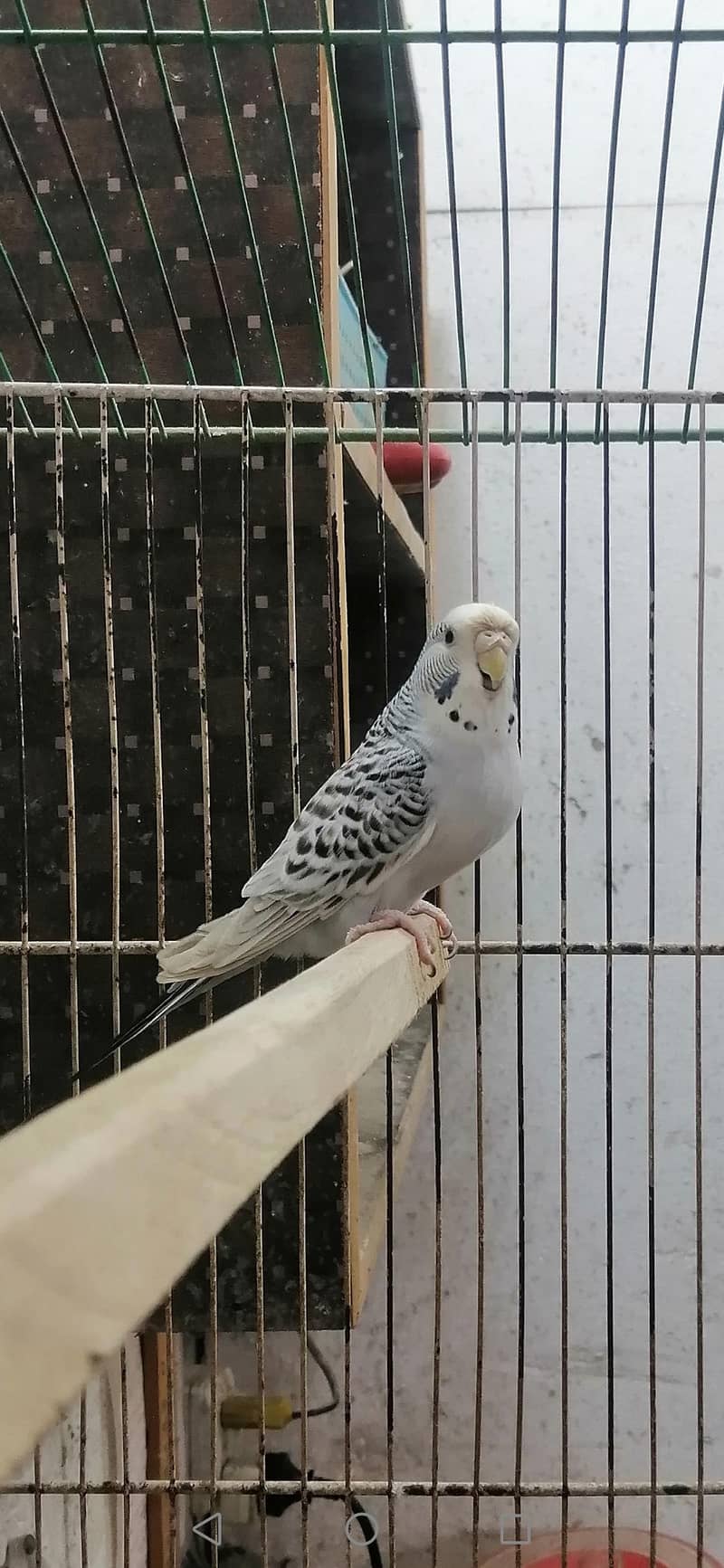 Tcb budgeries 1