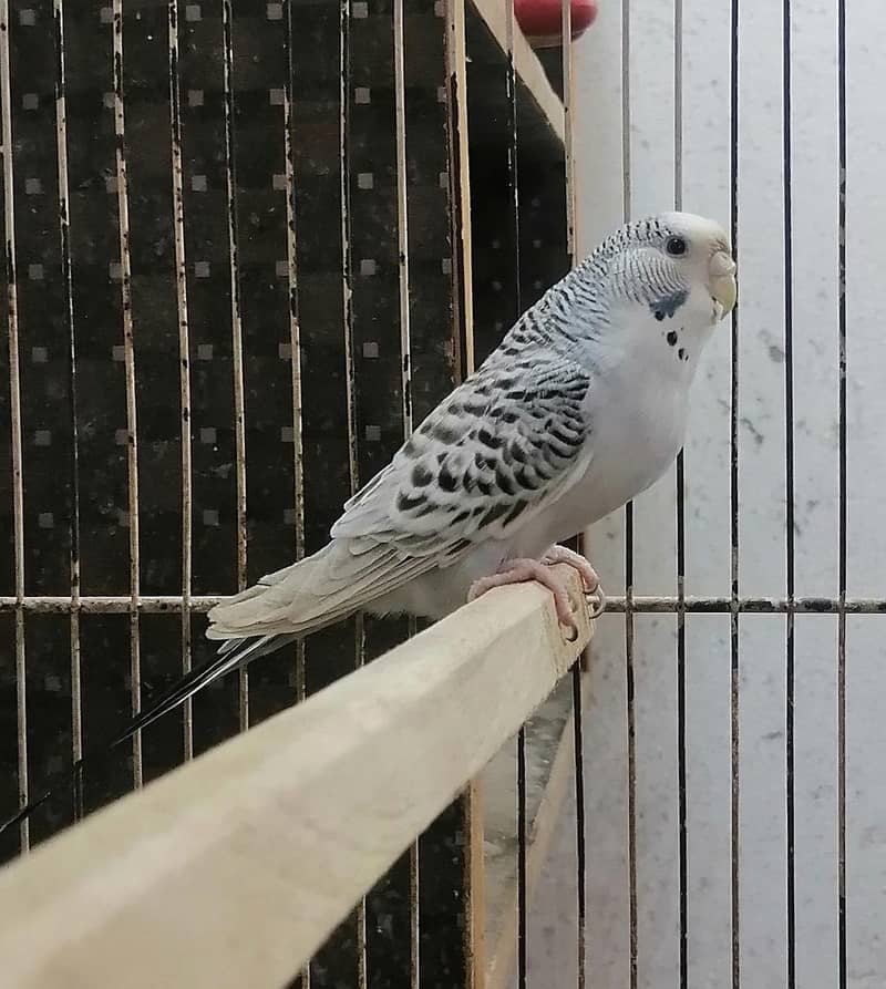 Tcb budgeries 2