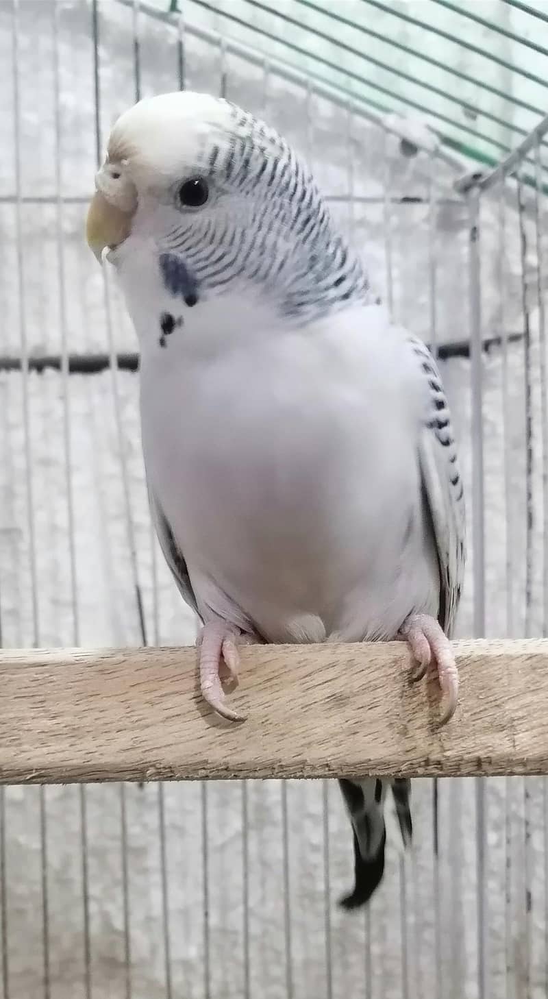 Tcb budgeries 3
