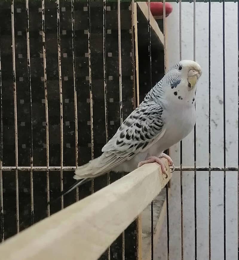 Tcb budgeries 4