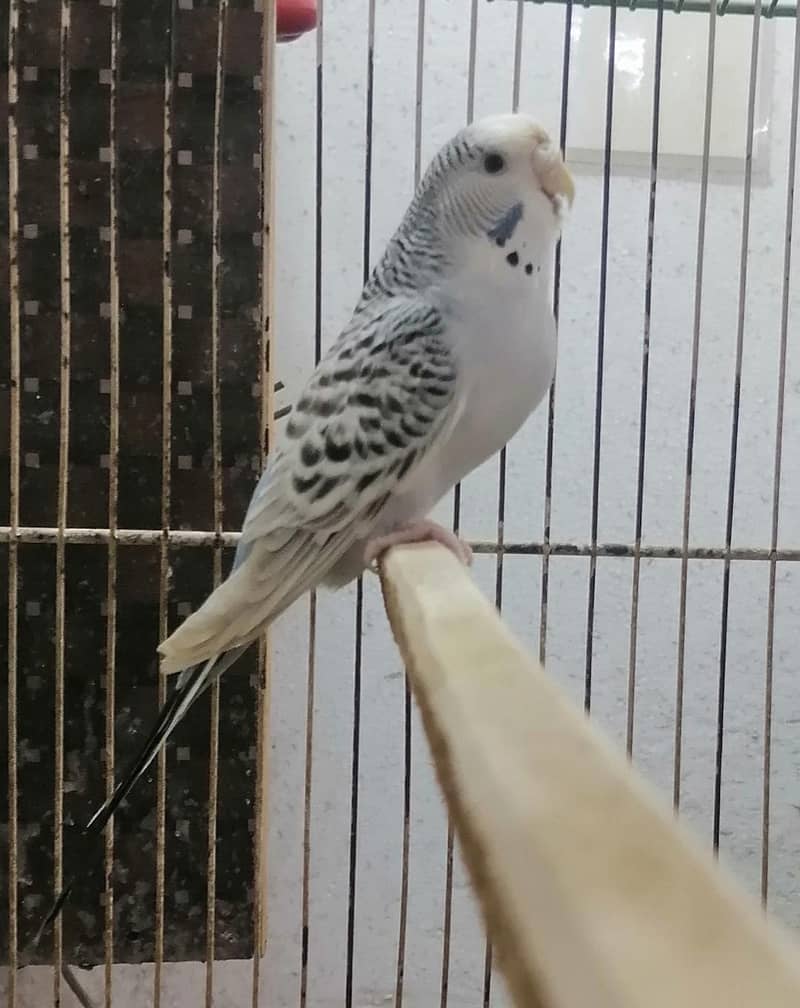 Tcb budgeries 5