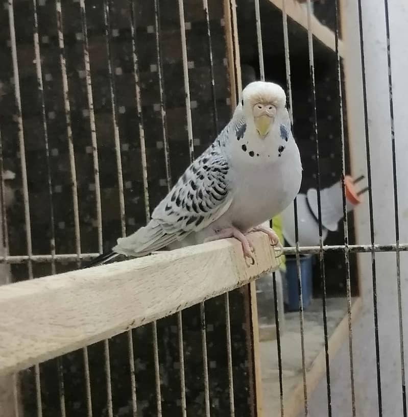 Tcb budgeries 6