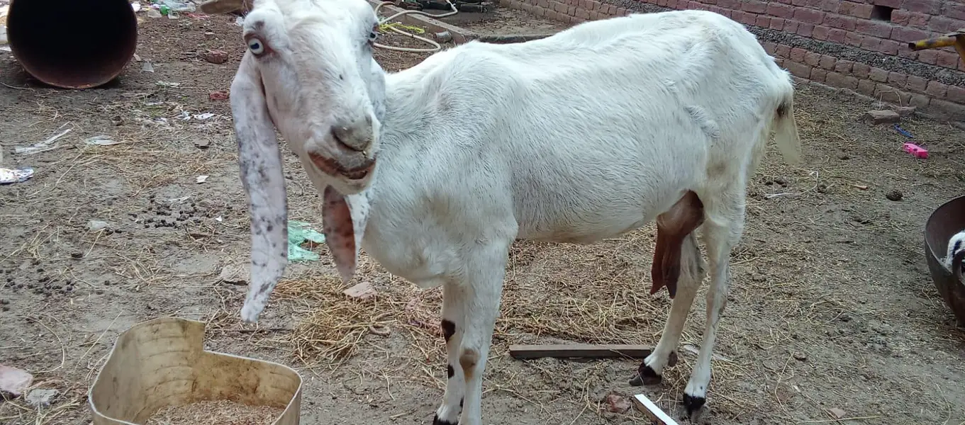 Desi bakri for sale with male kids/o321(4343)(788) — photo 7