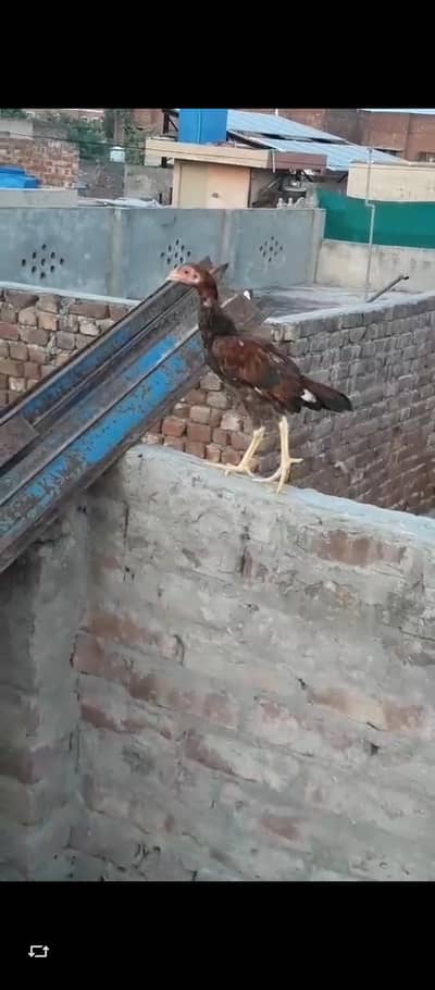 miyanwali phatha price final ha