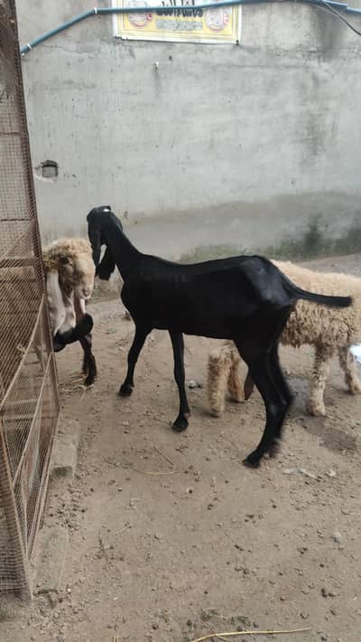 3 goats for sale each 60k