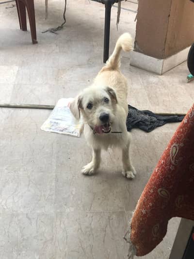 dog for sale