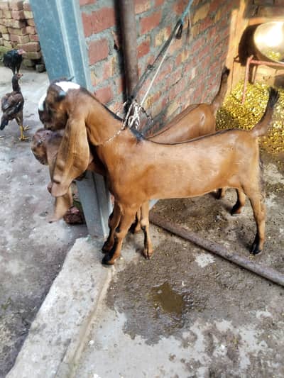 Nagra beetal goat for sale