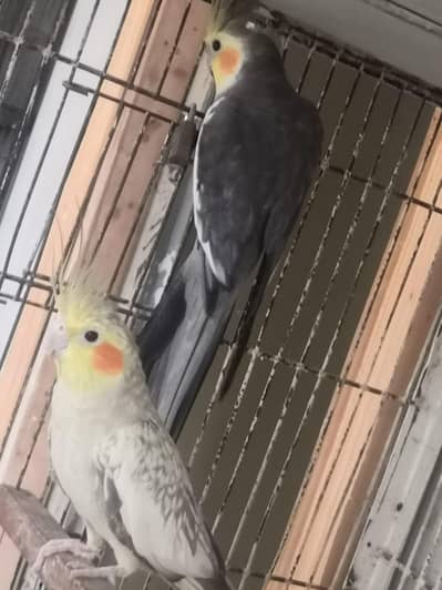 one breeder pair + 2 females