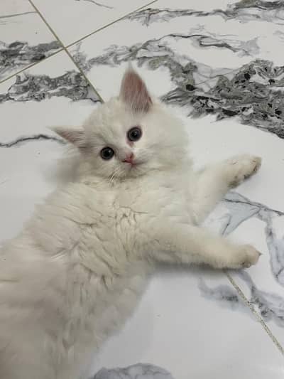 persian kitten sale