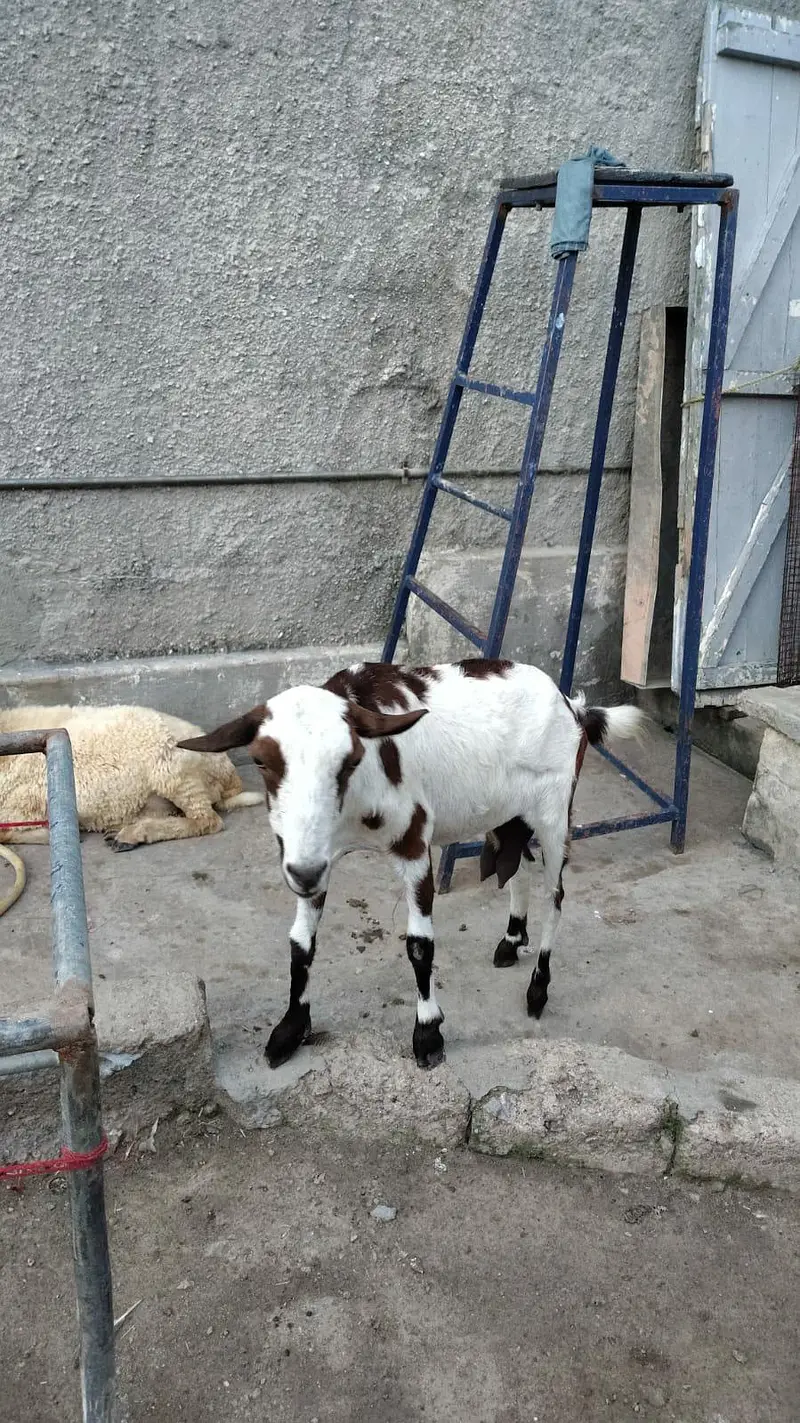 barbari  03176793330 — photo 2