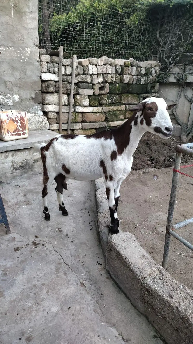 barbari  03176793330 — photo 3