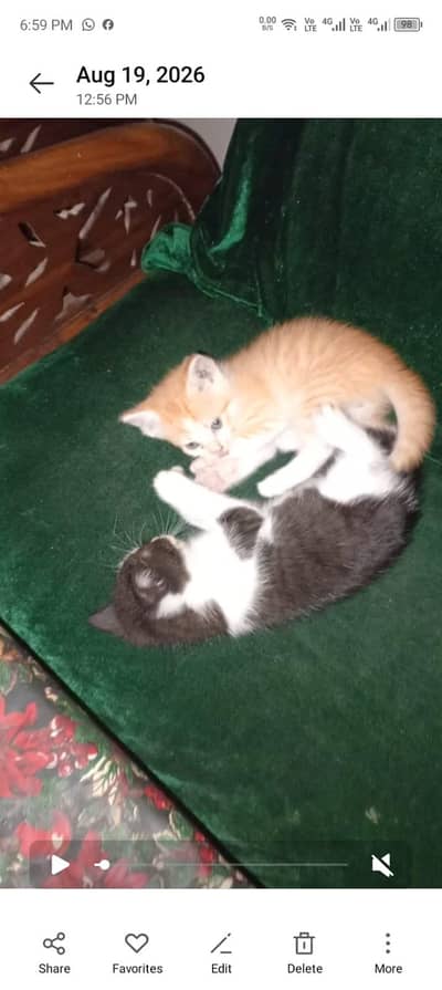 kittens for adoption