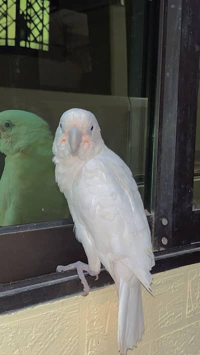 cockatoo parrot healthy and pure bread hand tame