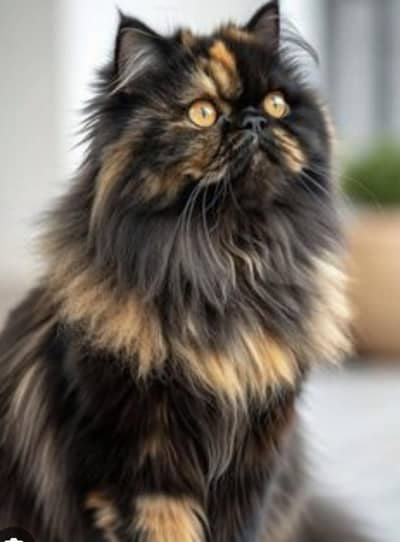 I sale my cat