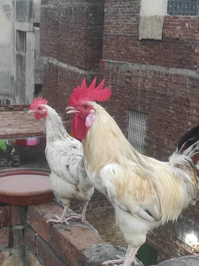 Healthy White Desi Rooster & Egg-Laying Hen for Sale.