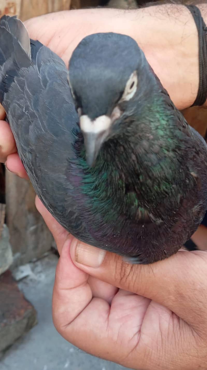 pigeon  2