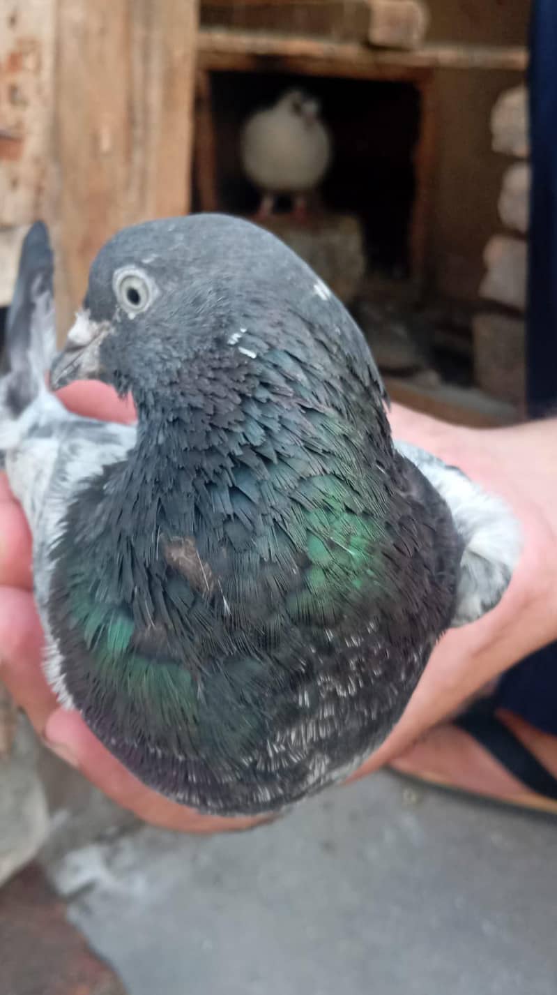 pigeon  3
