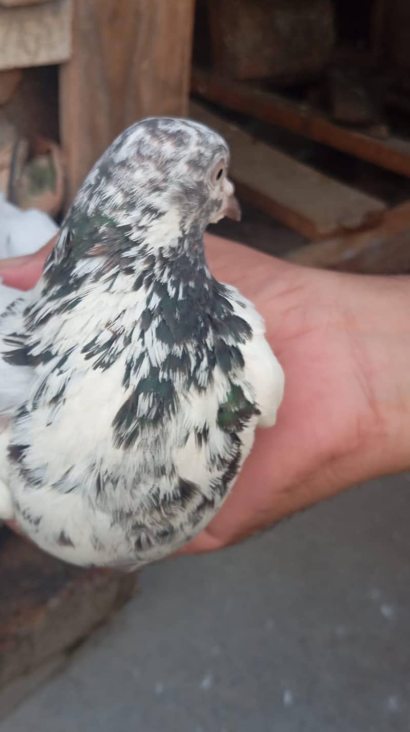 pigeon  6