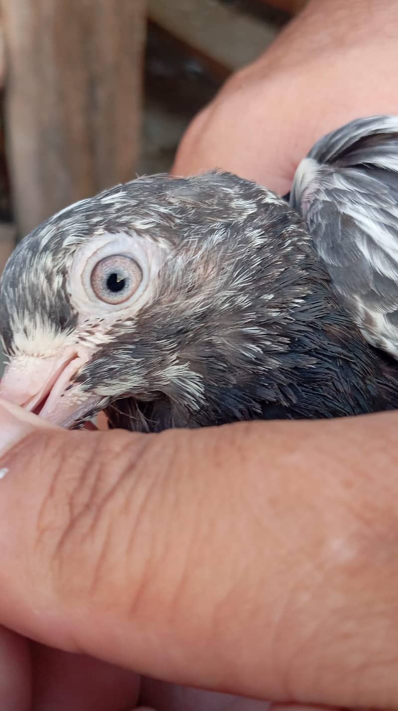 pigeon  7