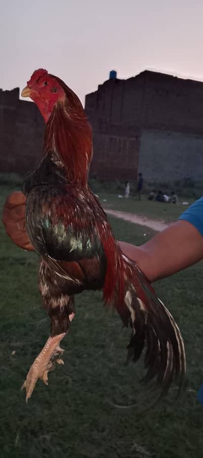 MashAllah high quality lakha
