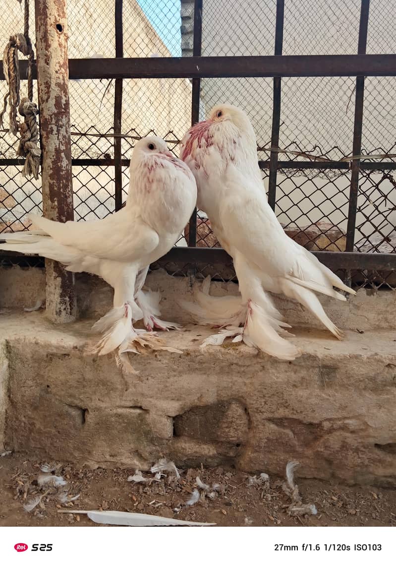 Gubara pegion 1