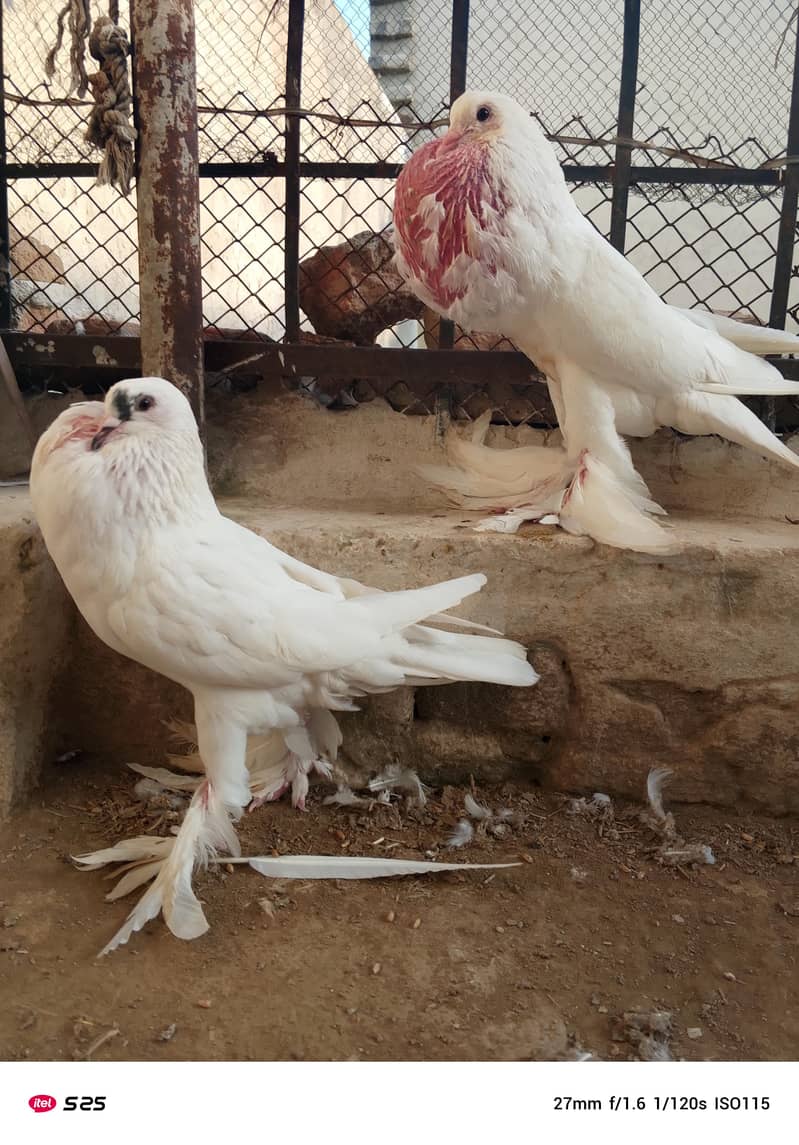 Gubara pegion 2