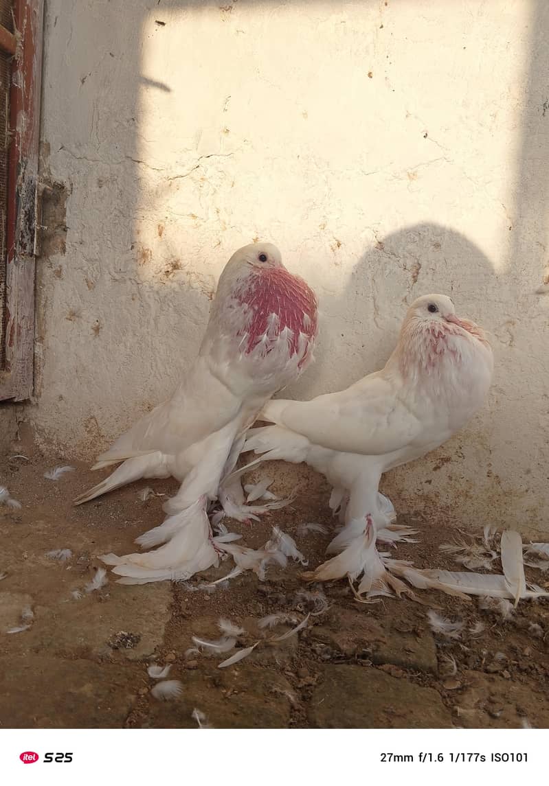 Gubara pegion 4
