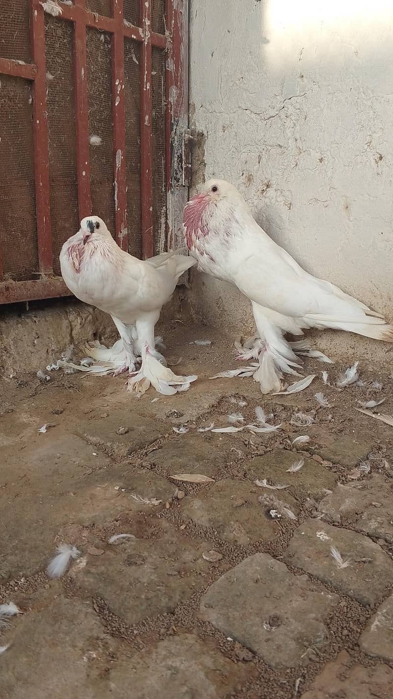 Gubara pegion 5