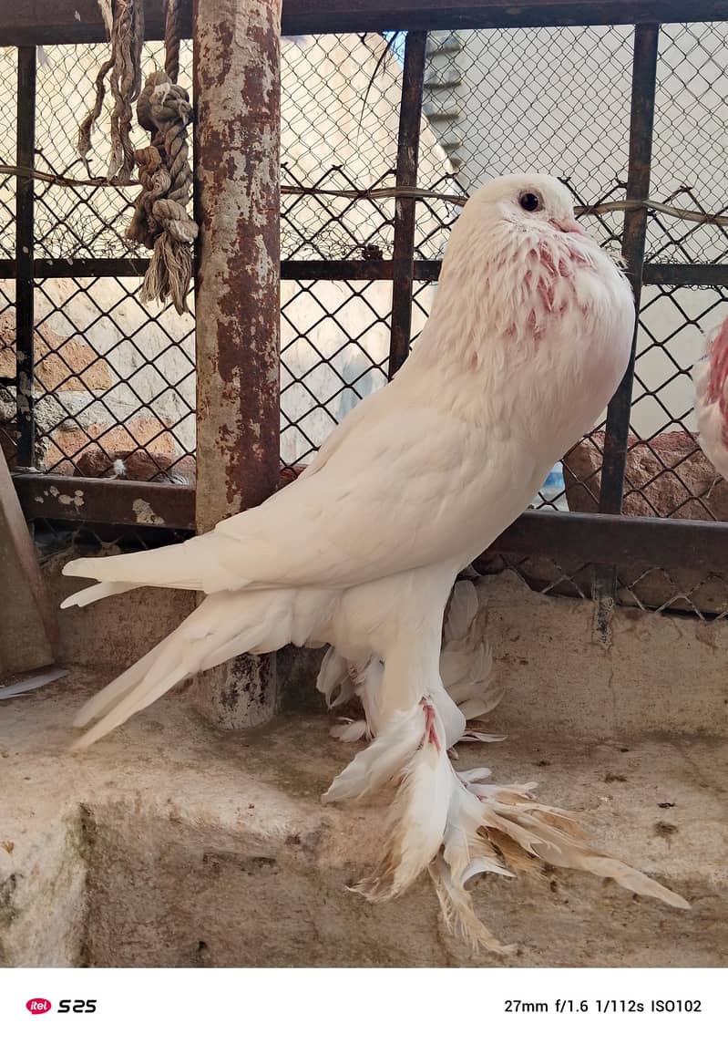 Gubara pegion 6