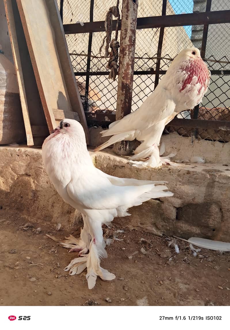 Gubara pegion 8