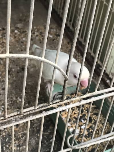 Breeder Albino Parblue and Fisher