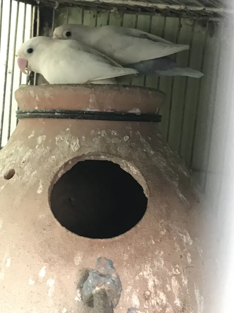 Breeder Albino Parblue and Fisher — photo 2
