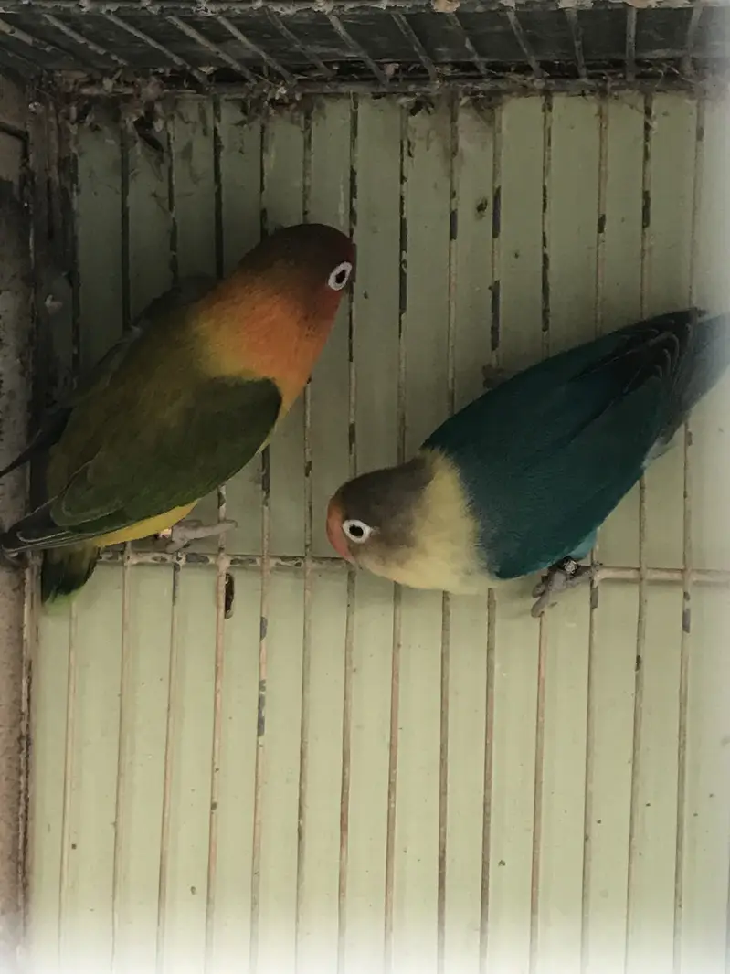 Breeder Albino Parblue and Fisher — photo 3