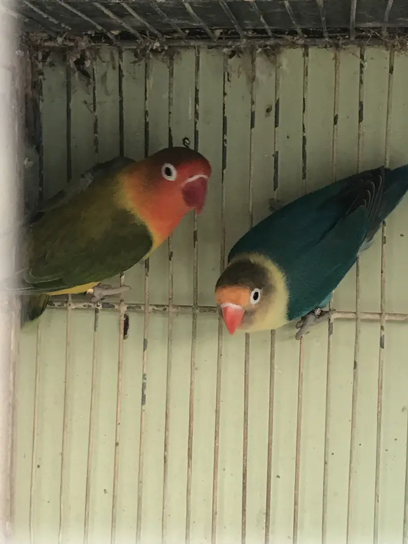 Breeder Albino Parblue and Fisher — photo 4