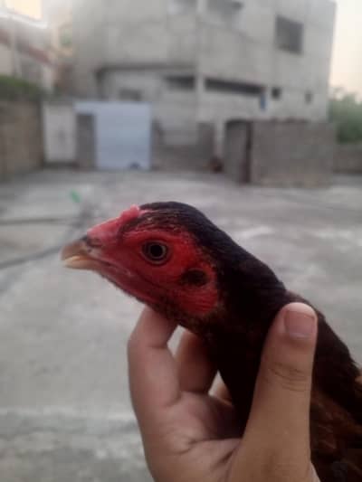aseel amorha