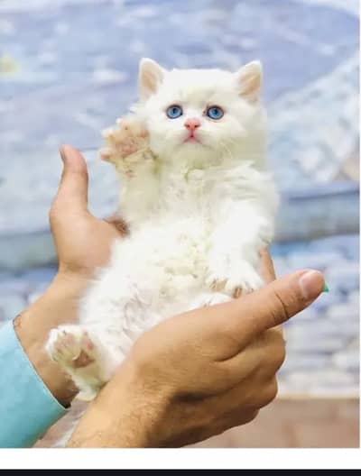 Pure Persian triple coat punch/doll face and Siamese kittens for sale