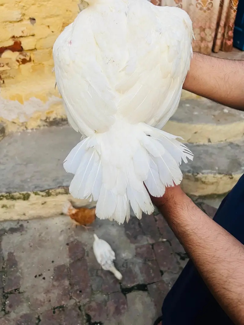 Aseel Heera Madi — photo 3