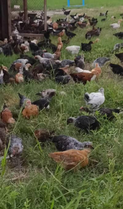 golden misri hens 2 months