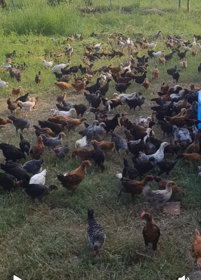 golden misri hens 2 months — photo 2