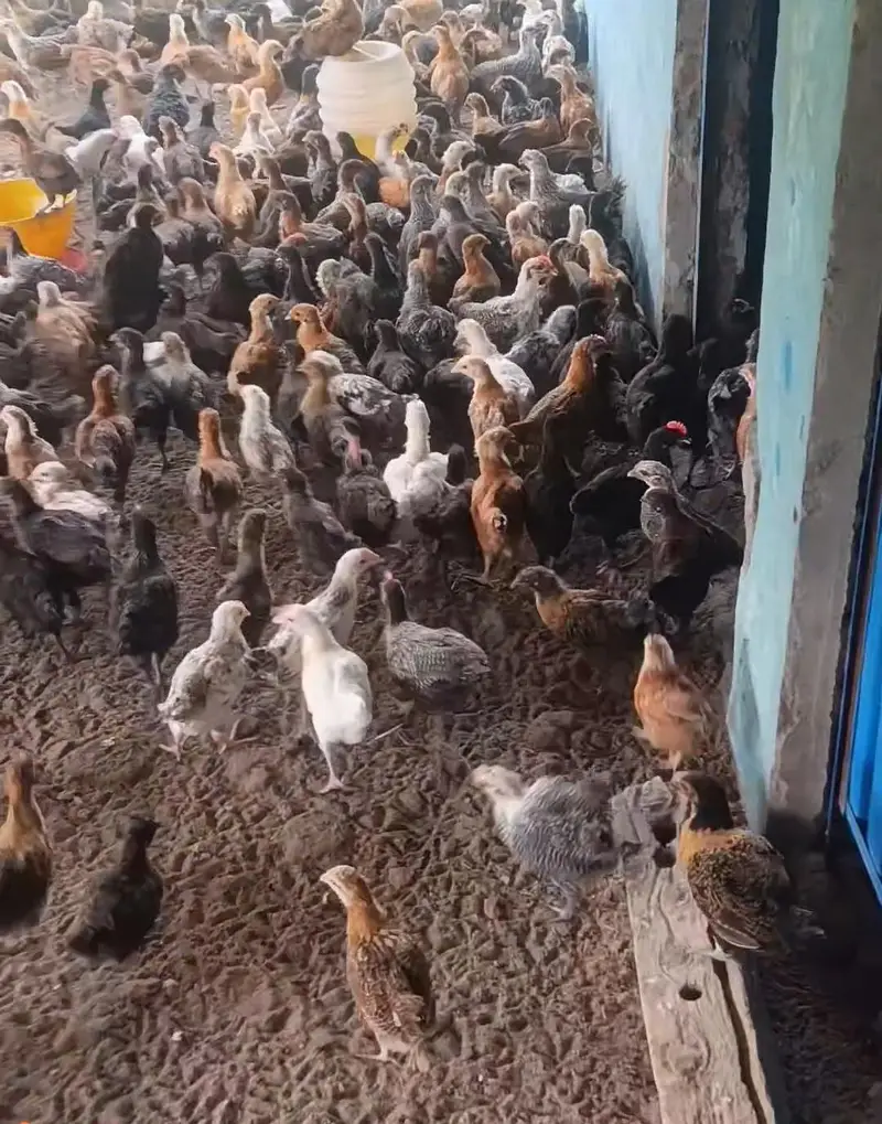 golden misri hens 2 months — photo 3