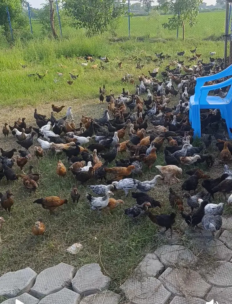golden misri hens 2 months — photo 4