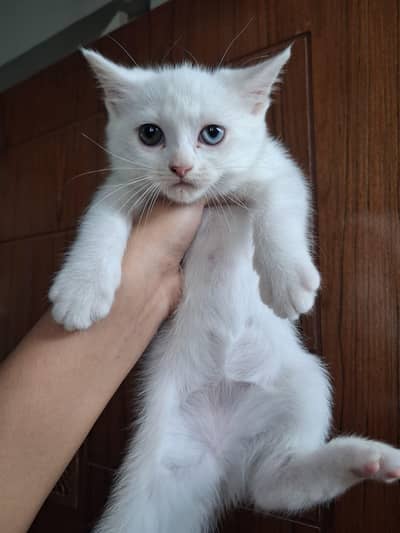 2 month Persian kittens available