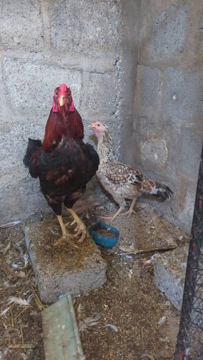 Aseel Murga and murgi for sale