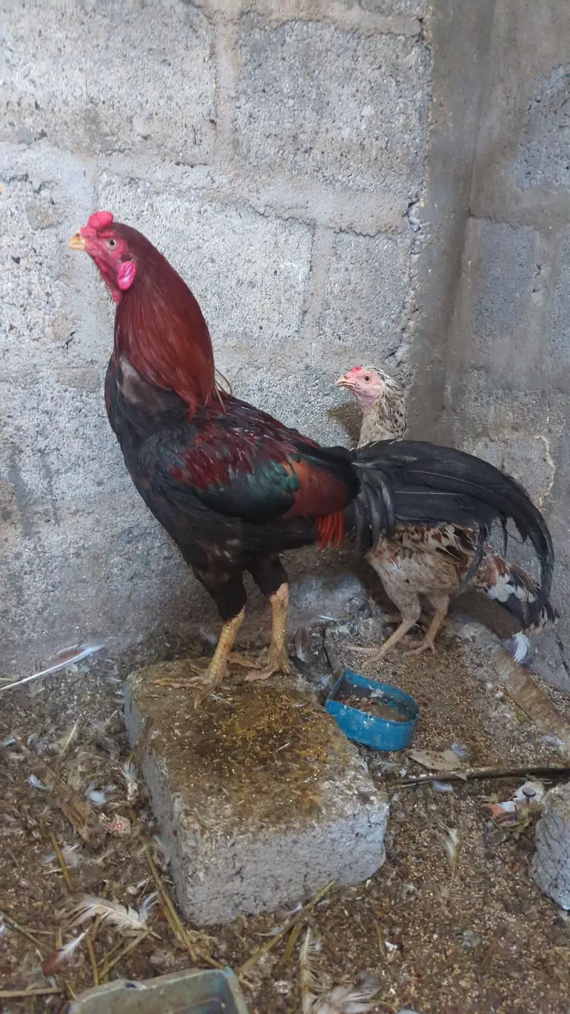 Aseel Murga and murgi for sale — photo 2