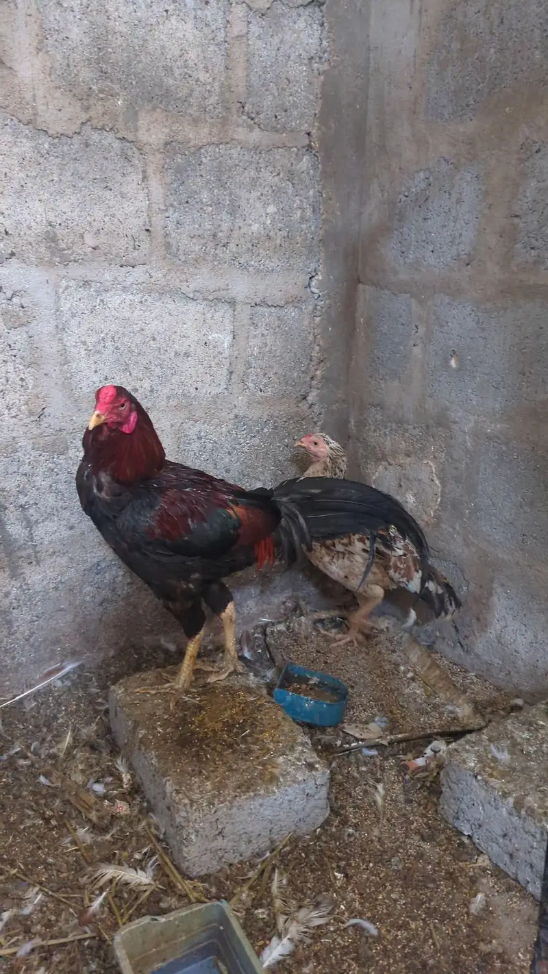 Aseel Murga and murgi for sale — photo 3