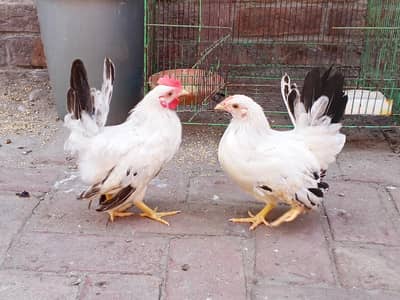black tail Japanese pair
