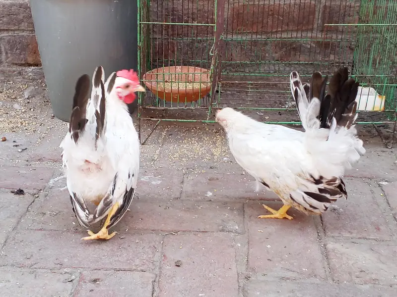 black tail Japanese pair — photo 3