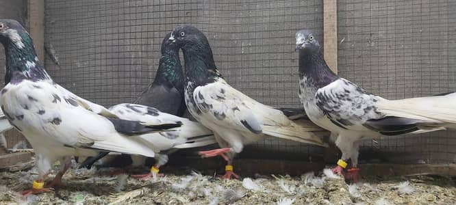 Kasoori Taddi Haray Lakhy Joro walay kabotar for sale.
